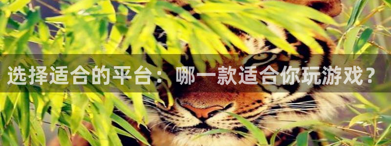 手机天美娱乐下载安装：选择适合的平台：哪一款适合你玩游戏？